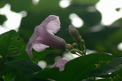 Ipomoea mauritiana